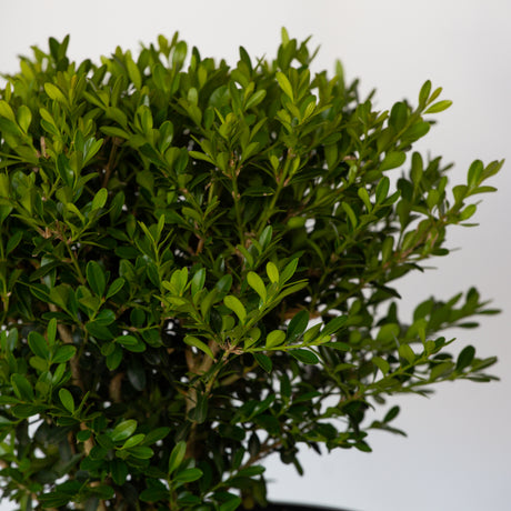 closeup of green leaves on the skylight better boxwood