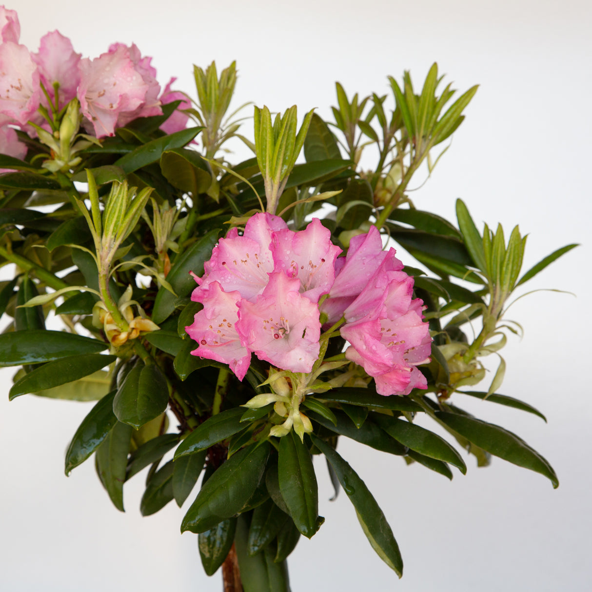 Southgate Brandi Rhododenron with bright pink flower clusters and glossy green leaves