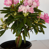 Southgate Brandi Rhododendron foliage and bright pink flowers