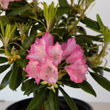 pink rhododendron shrubs with oval leaves 