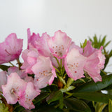 pink flowers atop rhododendron bushes for sale online 
