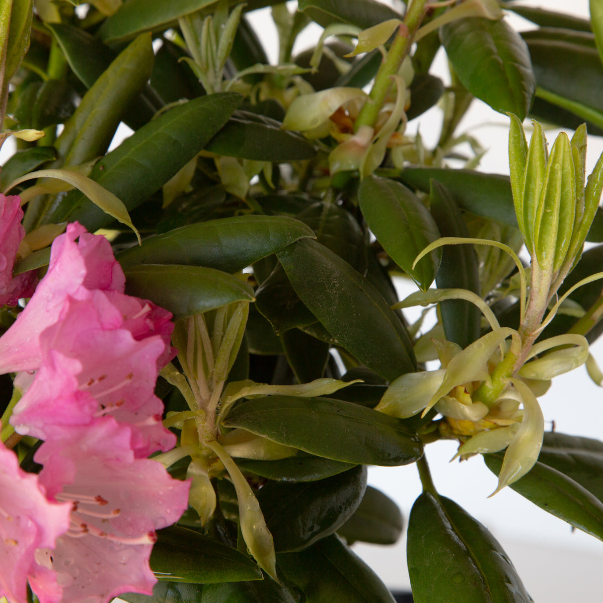 Southgate Brandi Rhododendron