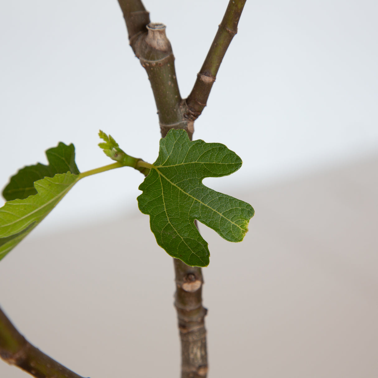 Brown Turkey Fig