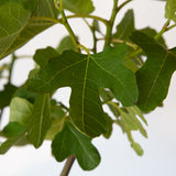 brown turkey fig tree green foliage