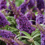 Purple flower on Lil Grape Butterfly Candy buddleia plant