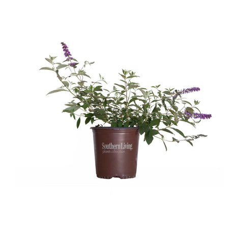 2 Gallon Ultra Violet Butterfly Bush for sale with purple flower spikes and whispy green leaves in a brown southern living pot on a white background