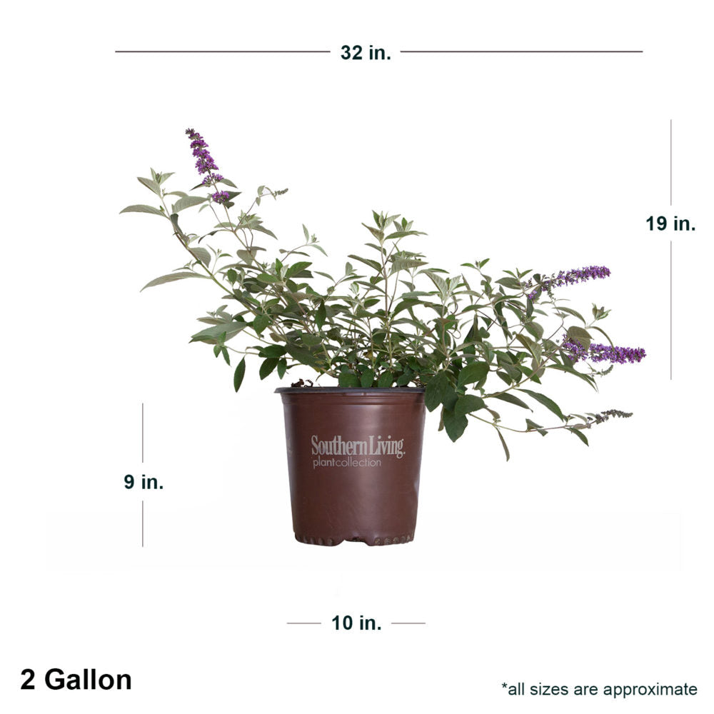 2 Gallon Buddleia Ultra Violet in brown Southern Living container showing shipped dimensions. Ships at approx 19 inches tall by 32 inches wide