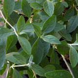 Buddleia Ultra Violet foliage