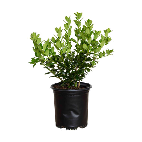 2.5 Quart Burford Holly for sale featuring bright green evergreen foliage on an upright shrub in a black nursery pot on a white background