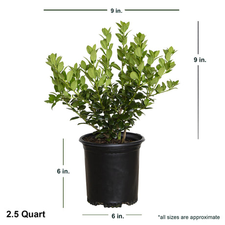 2.5 Quart Burford holly bush with shipped plant dimensions. Ships at approx 9 inches tall by 9 inches wide