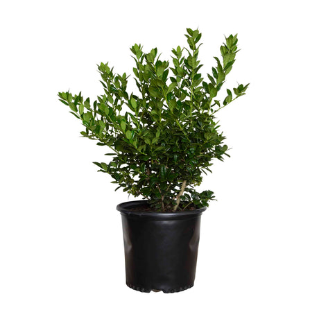 2.5 Gallon Burford Holly for sale featuring bright green evergreen foliage on an upright shrub in a black nursery pot on a white background