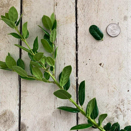 Dwarf Burford Holly foliage closeup