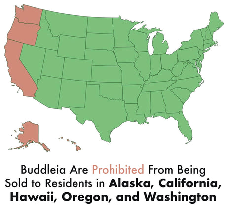 Buddleia butterfly bush are prohibited from being sold to residents in Alaska, California, Hawaii, Oregon and Washington