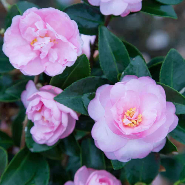 Light pink camellia blooms and dark green evergreen leaves