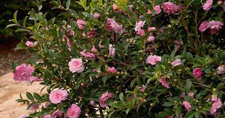 Pink Perplexion Camellia in the Landscape