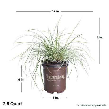 2.5 Quart Everest Carex in southern living container showing shipped dimensions. Ships approx 9 inches tall by 12 inches wide