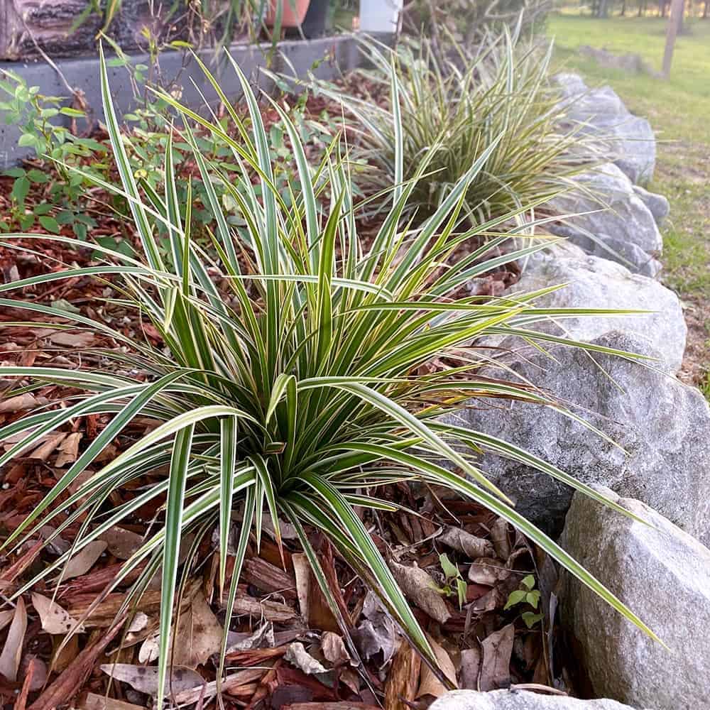 Carex Everglow with variegated foliage in a garden bed edged with stones