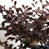 purple leaves on the carolina midnight loropetalum