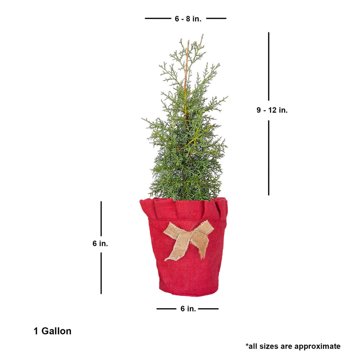 Living Christmas Tree - Carolina Sapphire Arizona Cypress