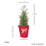 Living Christmas Tree - Carolina Sapphire Arizona Cypress