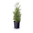 2.5 quart evergreen carolina sapphire cypress tree for sale online with pyramid habit and blue-green foliage in a black nursery pot