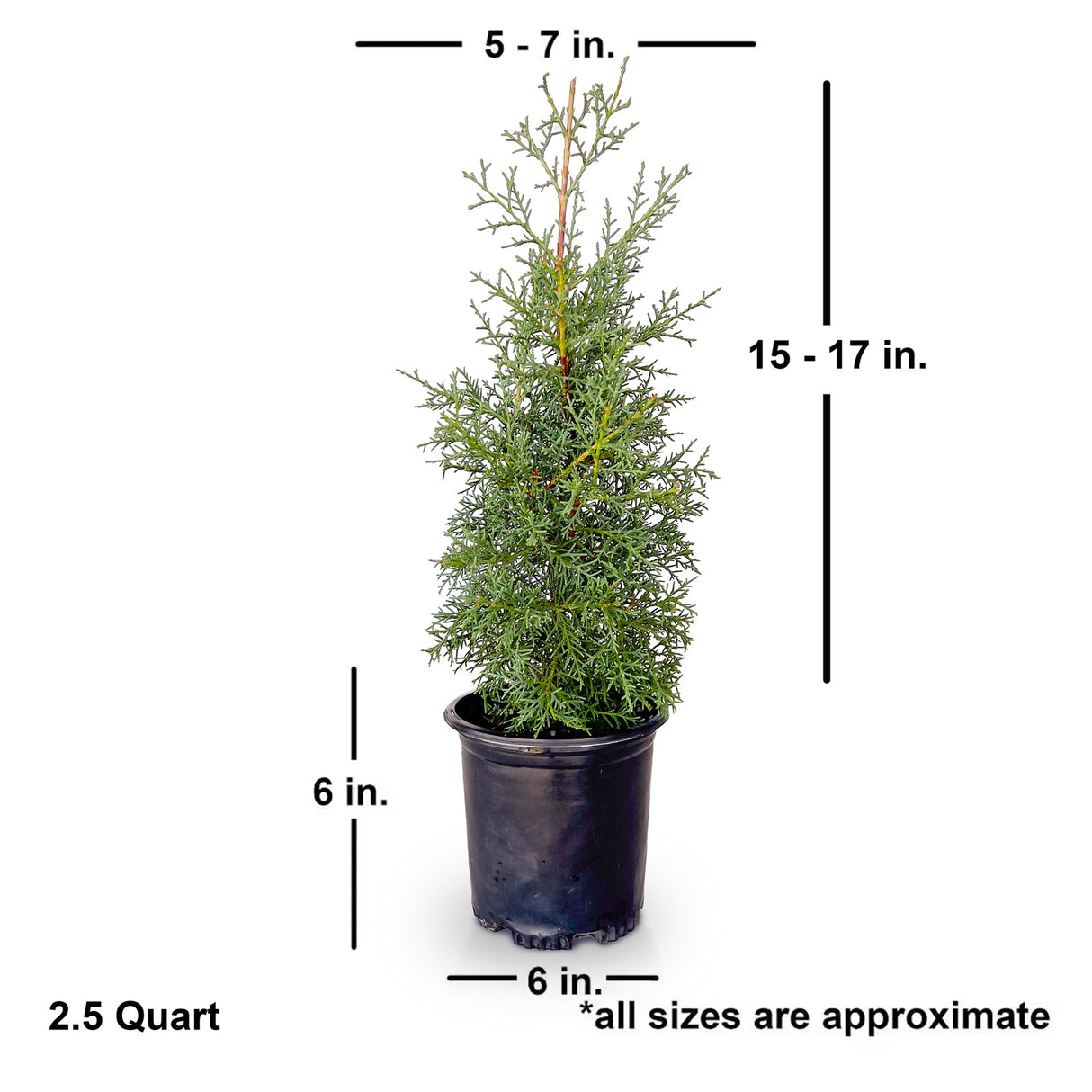 2.5 quart carolina sapphire cypress tree shipped dimensions. Ships at approx 5-7 inches wide by 15-7 inches tall