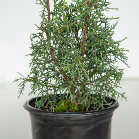 Closeup of foliage on the carolina sapphire arizona cypress tree with green foliage with hints of blue