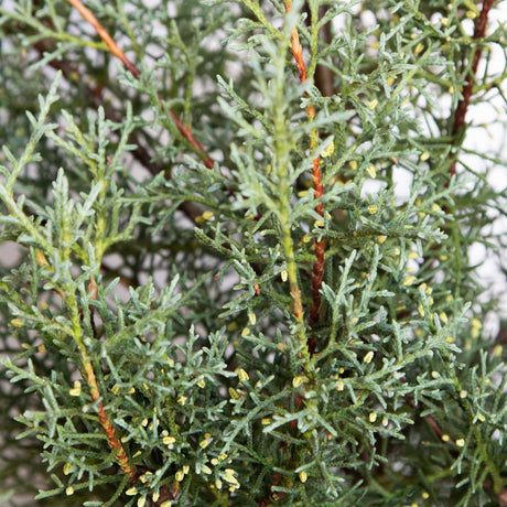 Carolina Sapphire Arizona Cypress tree foliage closeup with light brown branches and bluish-green foliage