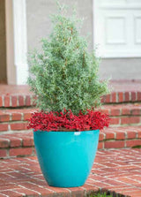 Carolina Sapphire Arizona Cypress planted in a decorative blue container on a brick patio