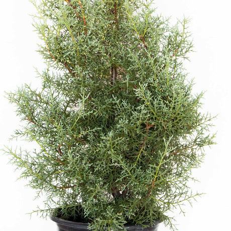 carolina sapphire cypress for sale blakc pot live tree 
