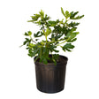 2.5 Gallon Celeste Fig tree for sale with large green leaves in a black nursery pot on a white background