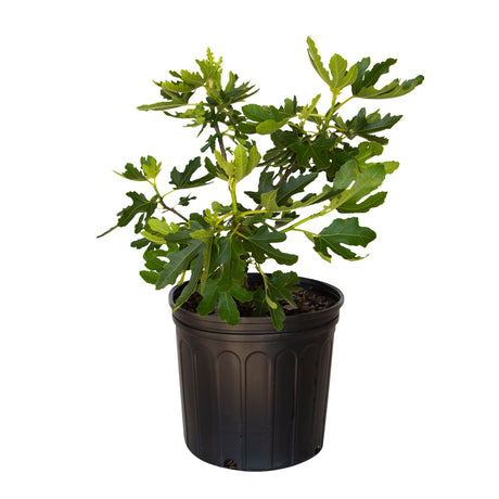 2.5 Gallon Celeste Fig for sale with large green leaves in a black nursery pot on a white background