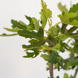 Celeste Fig tree leaves closeup