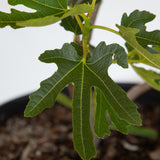 Closeup of Celeste Fig leaves