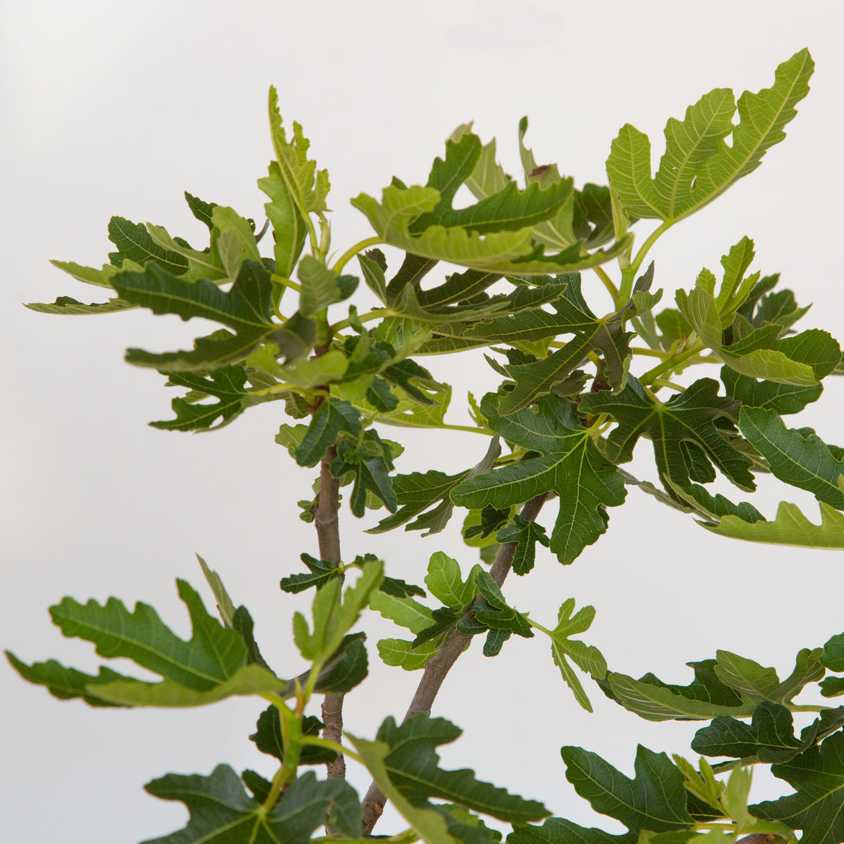 Celeste Fig leaves on a branch