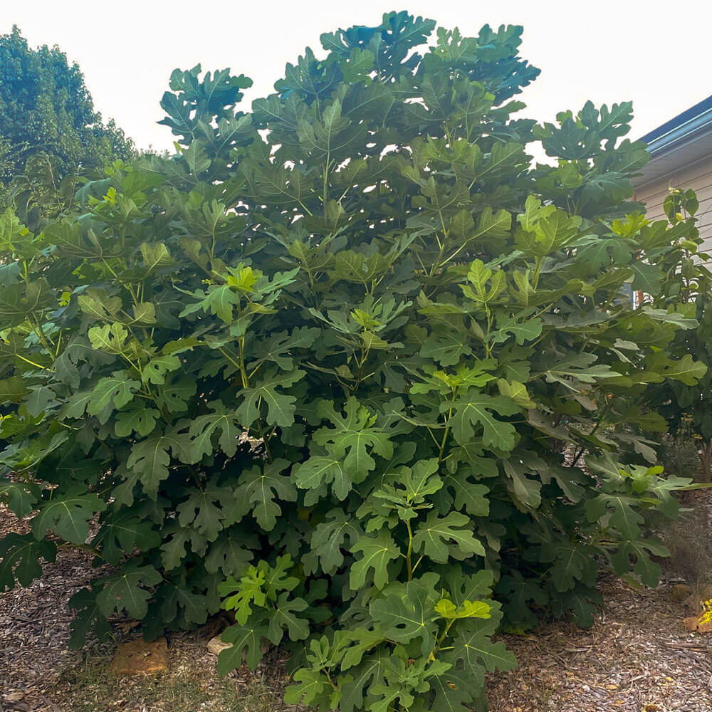 Celeste Fig | For Sale Online – Plants by Mail