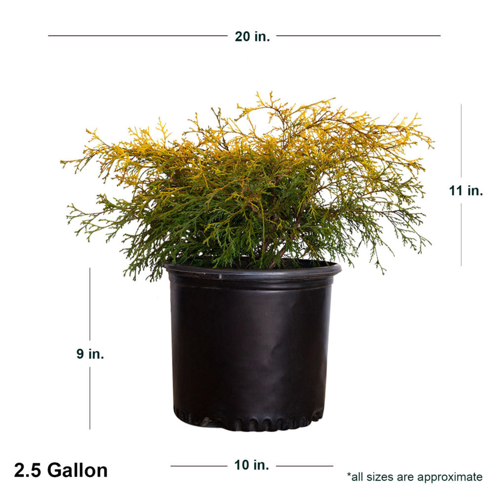 2.5 Gallon Chamaecyparis Gold Mop in black container showing dimensions