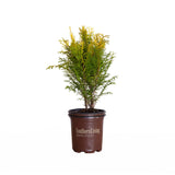 2.5 Quart Night Light Chamaecyparis conifer with yellow and green foliage in a southern living pot on a white background