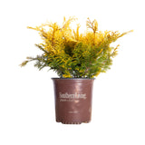 2 Gallon Night Light False Cypress for sale with bright yellow and green foliage in a brown southern living plants pot on a white background