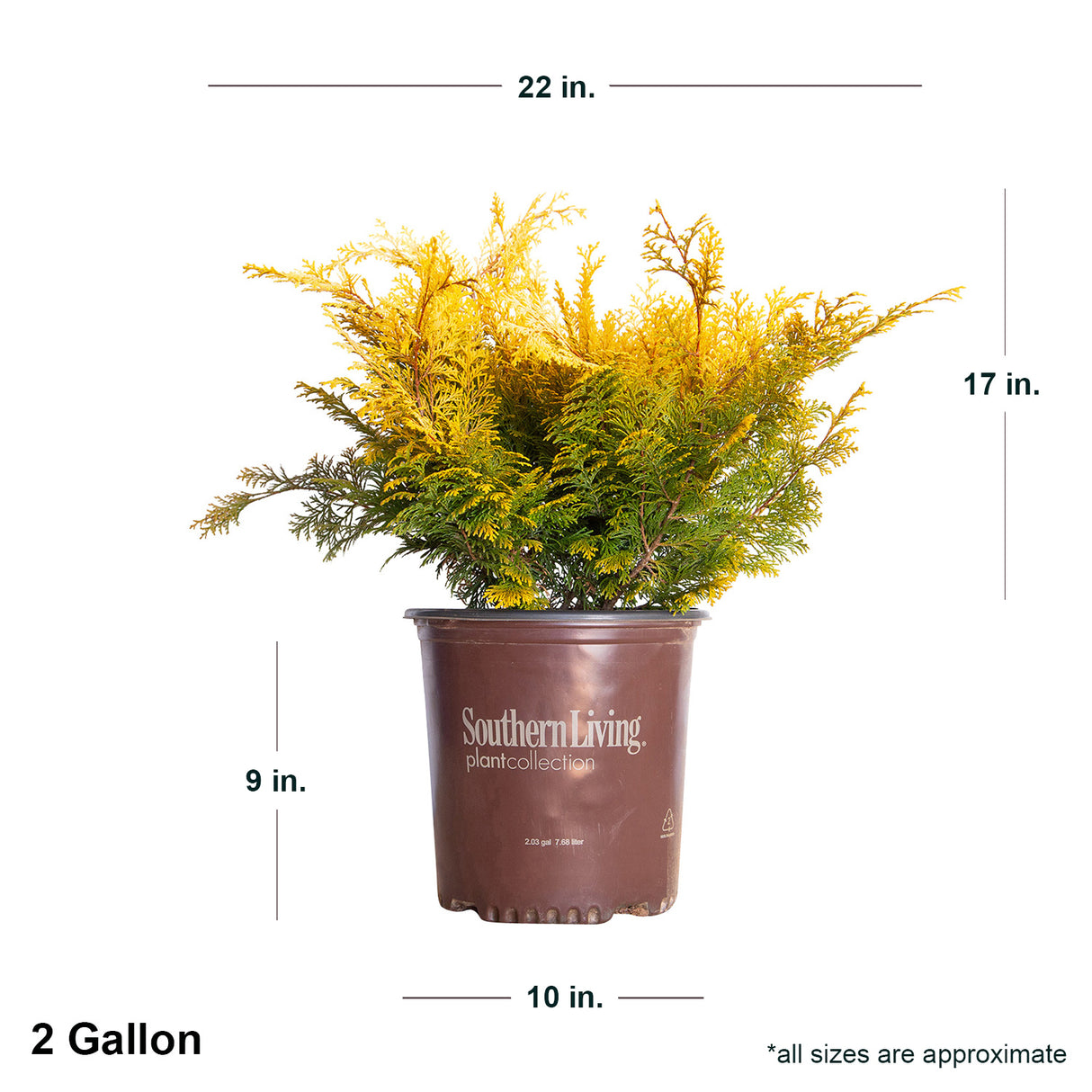 2 Gallon Chamaecyparis Night Light Shrub in Southern Living container showing shipped dimensions. Ships at approx 17 inches tall by 22 inches wide
