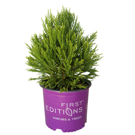 3 Gallon Chapel View Japanese Cedar for Sale with evergreen foliage in a purple first editions container on a white background