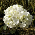 Chinese Snowball Vibernum for sale. Snowball bush blooms similar in appearance to hydrangeas