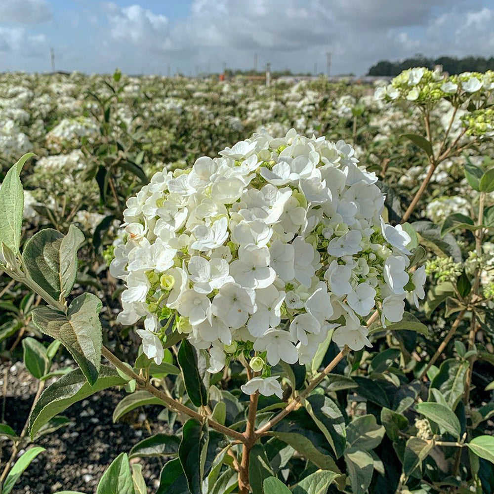 White Viburnum flower in the nursery ready for online ordering and delivery