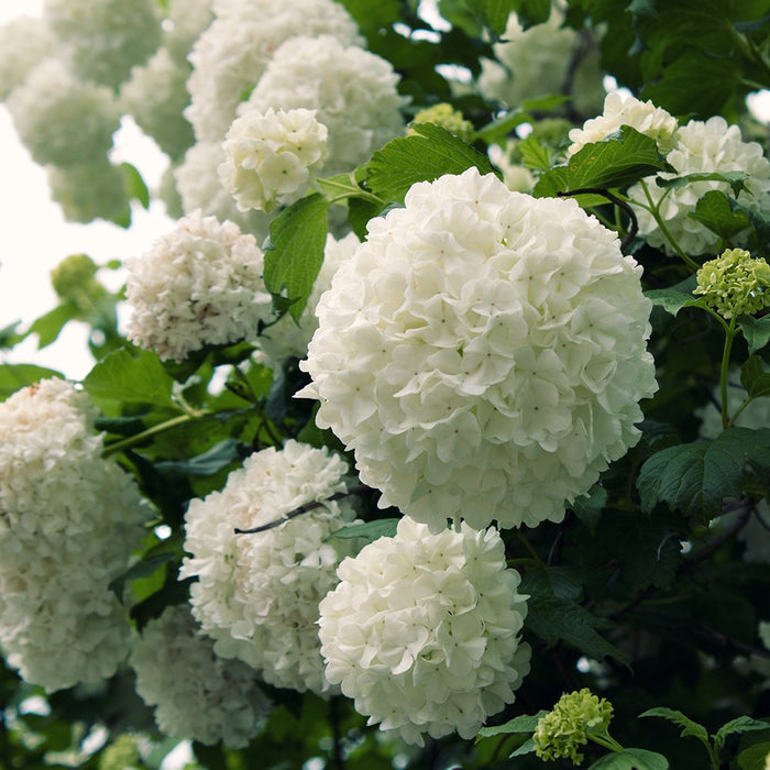 Chinese Snowball Viburnum white flowers, round flowers similar to hydrangea flowers