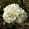 Chinese Snowball Viburnum for sale. Large white flower on the Snowball bush blooms similar in appearance to hydrangeas