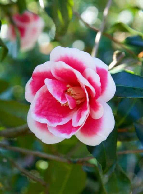 Christmas Carol camellia flower with red center and white edges in front of evergreen leaves