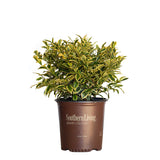 2 Gallon Romeo Cleyera for sale with variegated green and yellow leaves in a southern living pot on a white background