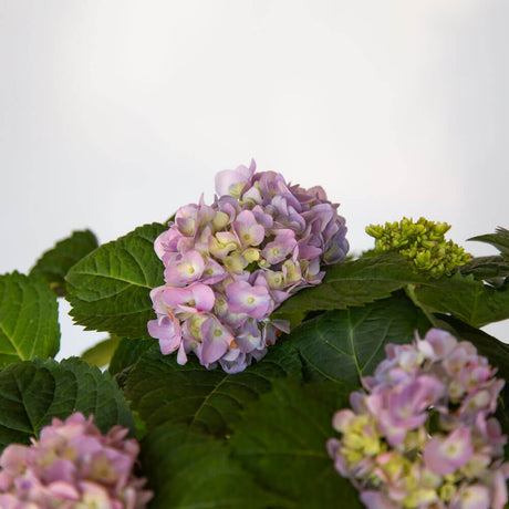 nantucket reblooming mophead hydrangea the original big leaf