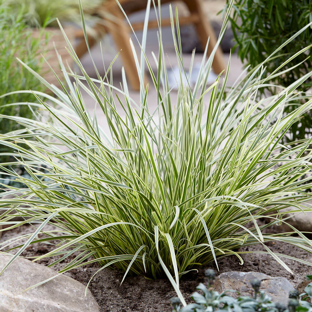 Platinum Beauty Lomandra | Shop with PlantsbyMail.com – Plants by Mail