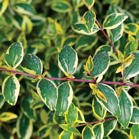 miss lemon abelia foliage